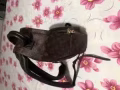 有一女士双肩背包出售