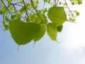 * 主人房出租 ** 新床垫随着您迁入 同日送货 ** 温馨北欧乡村风