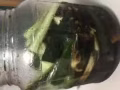 自家腌制新鮮黃瓜