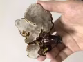刚采的野生灵芝有要的吗？懂得进来看！
