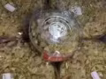 燕窩燕窩