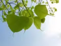 * 新床褥随着您迁入 同日送货 ** 温馨北欧乡村风 **