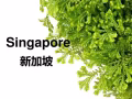 新加坡一手訂單！！！微信17643502151