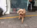 免费领养三岁半的男狗狗
