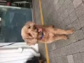 免费领养三岁半的男狗狗