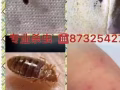 專業殺蟲.多年殺蟲經驗，臭蟲、特效蟑螂藥、白螞蟻一掃光、包殺絕