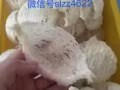 馬來西亞砂朥越古晉純手工燕窩