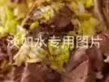 三層肉，牛腱子，羊腿肉，排骨，瘦肉，五花肉，肉餡等