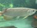 轉讓金龍魚  鸚鵡魚  羅漢魚  魔鬼魚  金魚