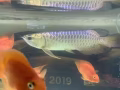 转让金龙鱼  鹦鹉鱼  罗汉鱼  魔鬼鱼  金鱼
