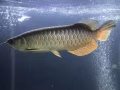 轉讓金龍魚  鸚鵡魚  羅漢魚  魔鬼魚  金魚
