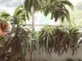 現出租Clementi BLK HDB 2+1獨自使用衛浴的普通房