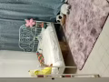 义顺 大牌274 / blk 274 yishun (免中介费)