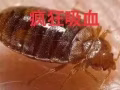 杀虫服务主杀臭虫蟑螂白蚂蚁等，机器出租.出售药水.杀不死绝不要钱，真正良心价！！