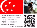 收费低办理快 办理不成功不收取任何费用微信：banzheng134679