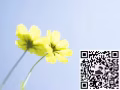 专业办理劳务 海量单子  费用低出境快  微信L13153571587