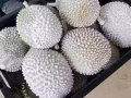 正宗馬來西亞貓山王榴槤