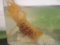 預售小龍蝦