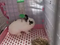 寵物兔轉讓