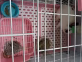 寵物兔轉讓