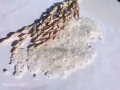 吉林大米批发零售