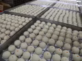 聘請廚房助手（食品工廠）