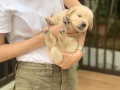 金毛宝宝