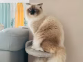 布偶王子小猫咪求偶