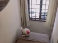 兀里/波东巴西站之间小房间有窗，性价比超高，限1人入住，可煮，报本屋地址