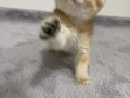 未满两月的猫宝宝
