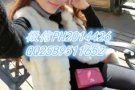 欢迎咨询【微信PH2014426QQ2589511652】新加坡工作 专业办理