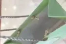 中峇鲁地铁站附近有主人房，普通房出租，无中介，无屋主，住人少。