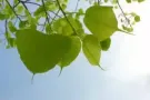* 主人房出租 ** 新床垫随着您迁入 同日送货 ** 温馨北欧乡村风