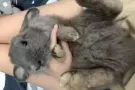 垂耳妹妹求包养