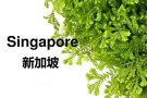 新加坡一手订单！！！微信17643502151