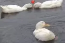 本人拜一到拜五晚上七点之后有时间