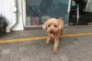 免费领养三岁半的男狗狗