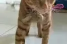 已送出
