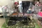 鱼缸转卖
