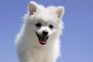 牛车水充值中心