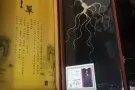 长白山野生人参