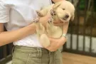 金毛宝宝