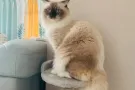 布偶王子小猫咪求偶