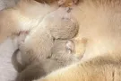 小英短