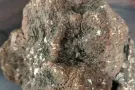 野生虎奶