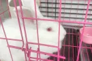 免费小兔子赠送。加笼子和食物