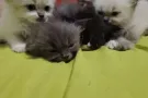 有带领养可爱的猫咪  。有大有小打算全部出售了。600到1000 自己留两只。 有兴趣的朋友请添加联系方式lovesd9