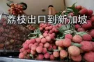 广东荔枝冷藏海运新加坡,荔枝出口新加坡最快7天可到商超
