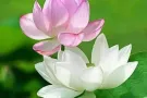 [烟花][烟花][烟花]海军部地铁附近大主人房从10月中旬出租，长，短，日租，钟点都可以，随时看房以订金为准，还有招2位