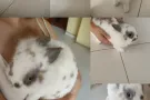 ### 🐇 **【乖巧家兔寻新家！】全套装备$100即领走 - 健康亲人·卫生习惯超好**